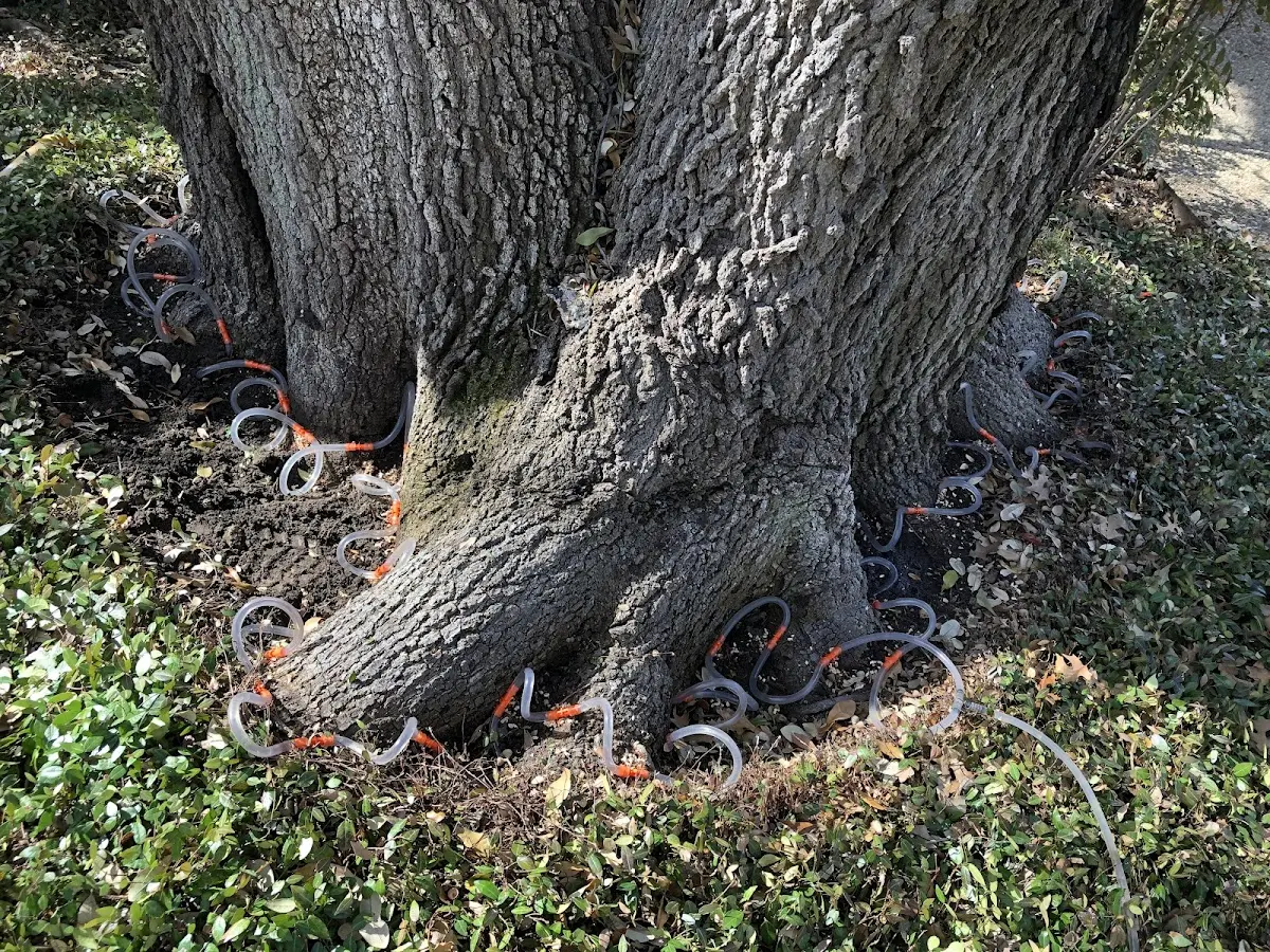 Detailed Tree Cabling and Bracing job site in Santa Anna