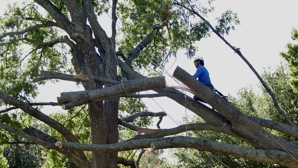 Professional Crown Thinning performed by certified arborists in Santa Anna