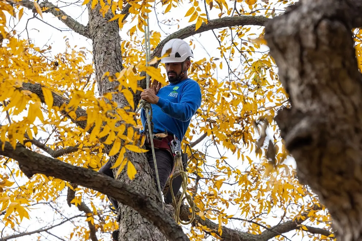 Skilled Tree Trimming crew working in Santa Anna